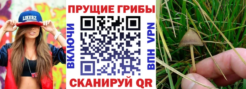 OMG ССЫЛКА  Медногорск  Галлюциногенные грибы Magic Shrooms 